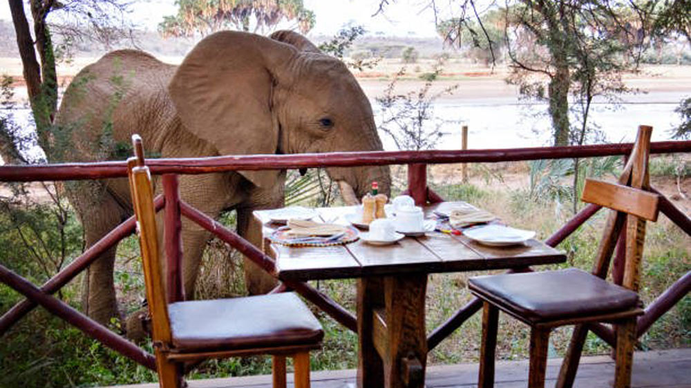 En elefant utanför en restaurang