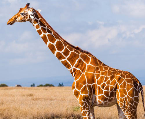 En giraff på savannen