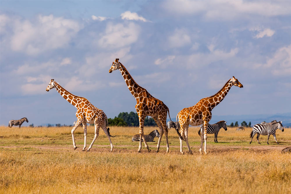 Giraffer som vandrar på slätten