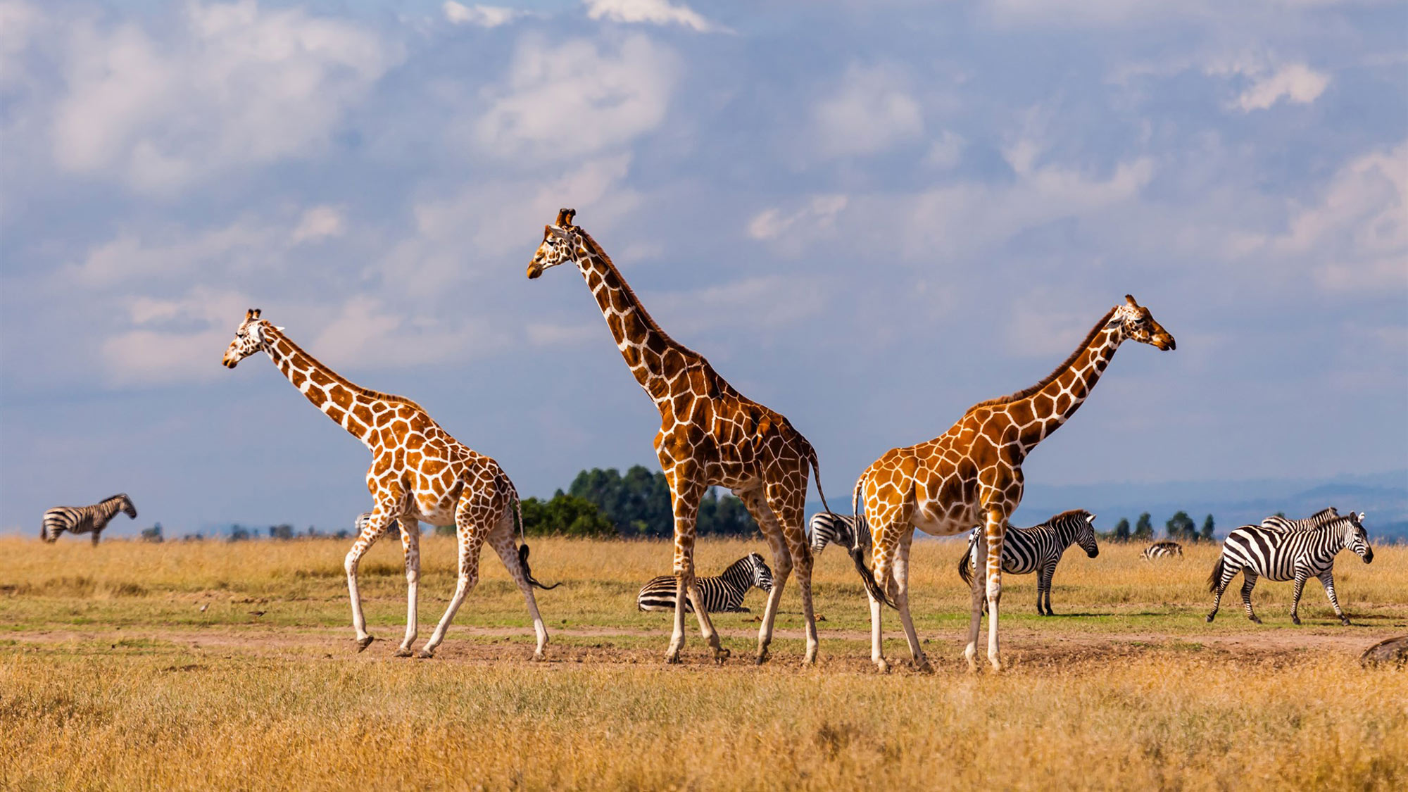 Giraffer på savannen i Kenya