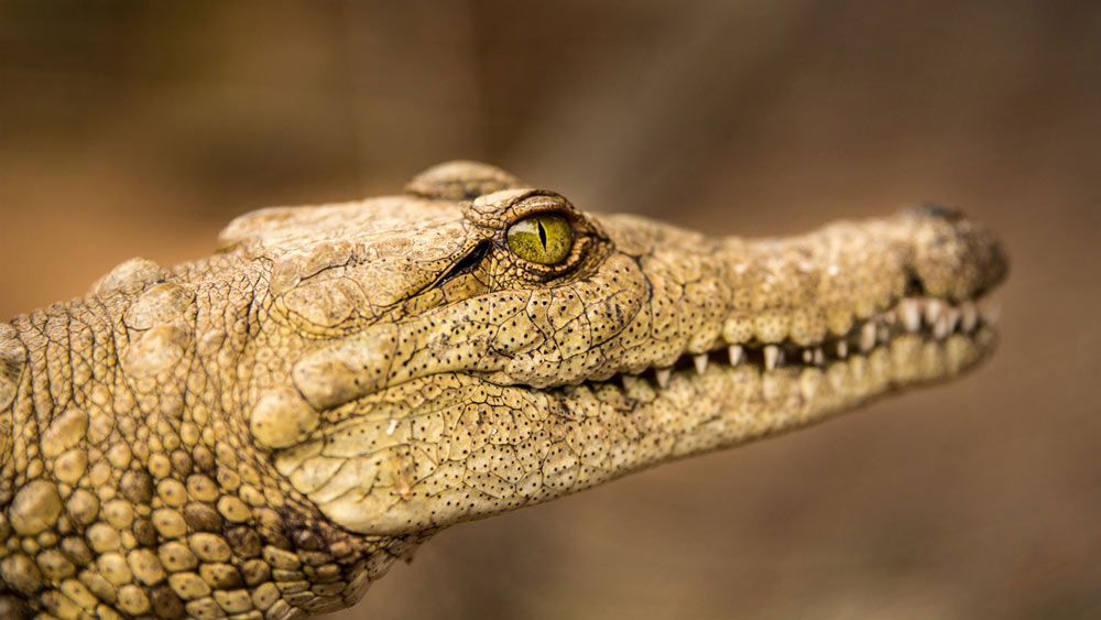 En krokodil i naturen