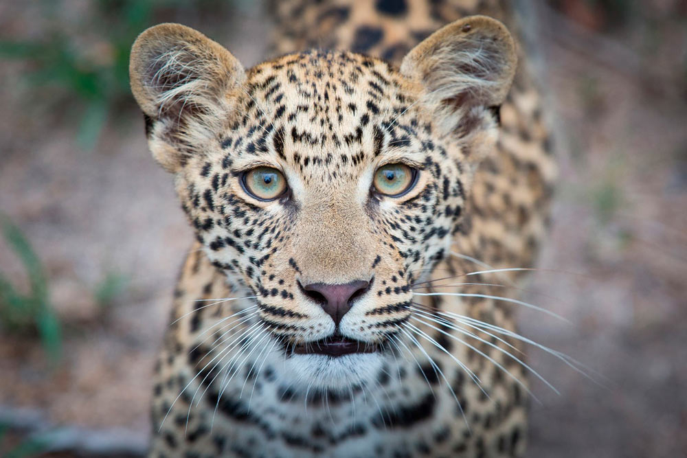 En leopardunge