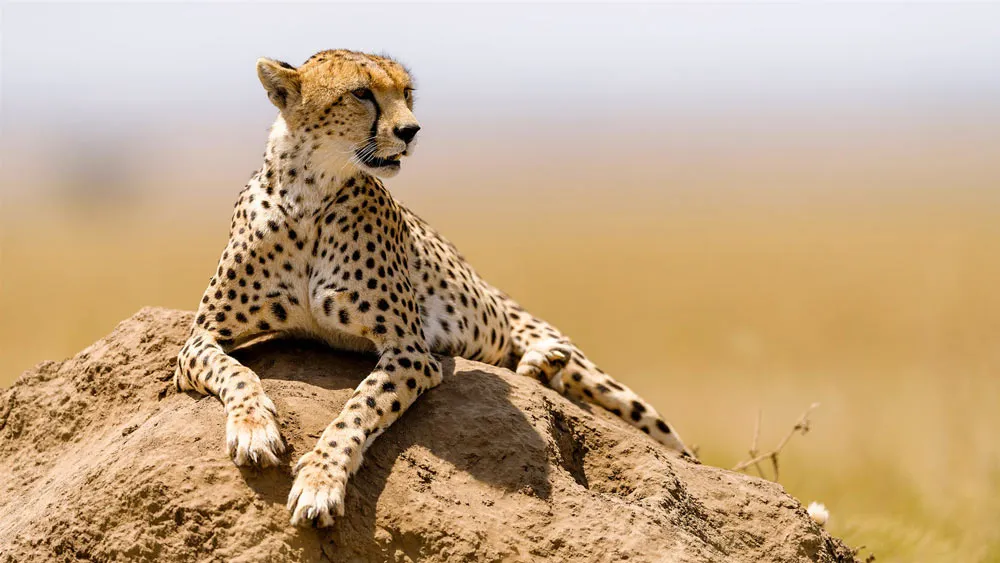 Gepard i Kenya