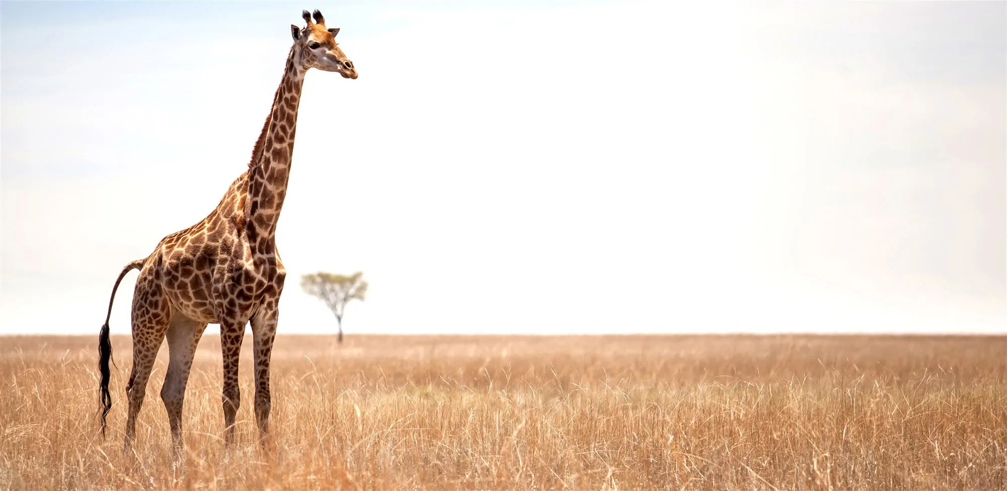 Giraffer i Masai Mara